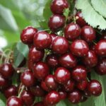 Черешня 1000 г.