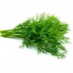 Укроп. пучок