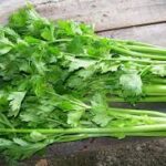 Сельдерей. пучок