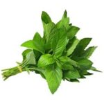 Мята. пучок