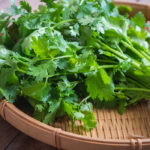 Кинза. пучок