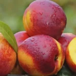 Персик Лысый 1 кг.